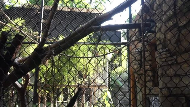 avanese Langur or Trachypithecus auratus at Gembiraloka Zoo, Yogyakarta