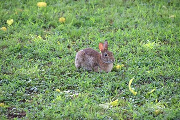 Rabbit on grass