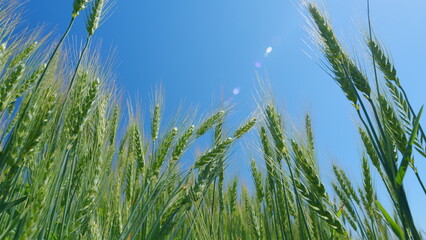 Naklejka premium Beautiful blue sky. Farming ecological nature wheat germ concept. Low anlgle view. Yellow and green spikes sway in wind.