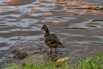 Anas is a genus of dabbling ducks. It includes the pintails, most teals, and the mallard and its close relatives. TThe Hoʻomaluhia Botanical Garden is a botanical garden， Kāne'ohe, Oahu, Hawaii