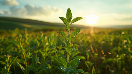 Fototapeta premium Amidst the beauty of the countryside, a young plant can be seen growing in a field. ai generative
