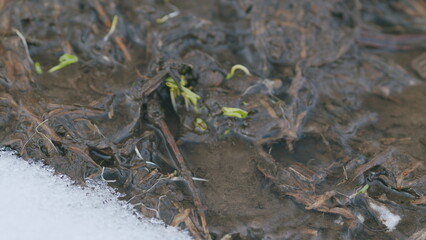 Fresh grass sprouts in a spring stream in which the glare of the sun is reflected, snow lies on the...