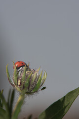 Lady Bug and Aphid