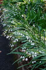Sydney Australia, garden along path of delicate while flowers of a leucojum aestivum or summer snowflake