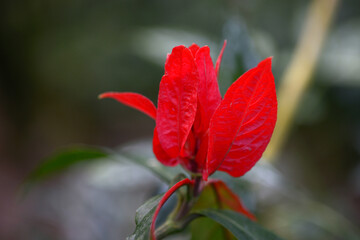 リュエリア・コロラタ