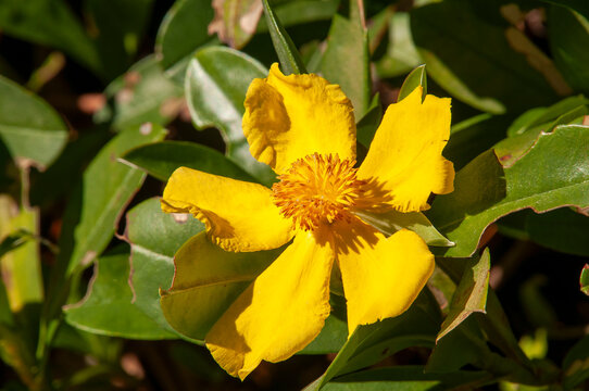 Sydney Australia, hibbertia scandens, known as snake vine, climbing guinea flower and golden guinea vine is endemic to eastern Australia.