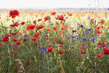 Cornflowers and poppy flowers in summer meadow. Summertime landscape. Wild flowers field. Blue cornflowers and red poppies in wheat field. Bluebottle and poppy in grass. Summer nature background.