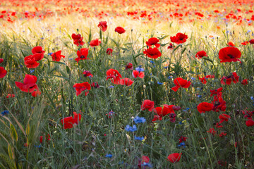 Obraz premium Cornflowers and poppy flowers in summer meadow. Summertime landscape. Wild flowers field. Blue cornflowers and red poppies in wheat field. Bluebottle and poppy in grass. Summer nature background.