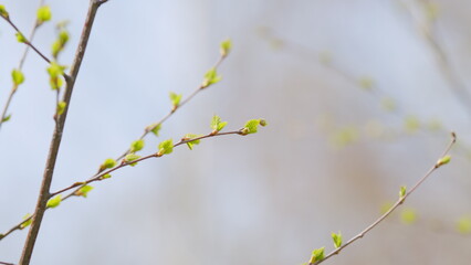 Green young birch leaves with buds flutter in the wind. New leaves grow. Green tender leaves. Selective focus.