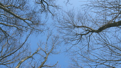 Three Bare Trees Standing Silhouetted Against A Clear Blue Sky. Stark Beauty Of A Leafless Tree. Beautifully Employs Natural Light Technique.