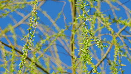 Male Flowers Of The Weeping Willow. Big Beautiful Tree.
