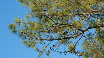 Fototapeta premium Young Pine Tree Branch In Forest. Evergreen Coniferous Tree Branch.