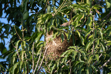 Close-up shot of a bird's nest hanging from a tree branch among the leaves.