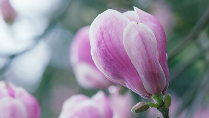 Spring Garden. Magnolia Flowering. Beautiful And Pink Magnolia Flowers With Buds.