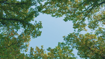 Fototapeta premium Yellow Oak Leaves On A Tree Branch In Autumn. Yellow Orange Green Oak Leaves Falling From Trees On Sunny Day. Colorful Oak Leaves In Autumn.