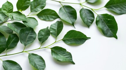 Fototapeta premium High quality photo of green leaves on white background