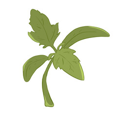Tomato plant sprout, flat style illustration