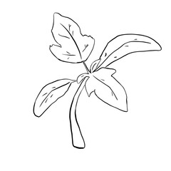 Tomato plant sprout, line art illustration