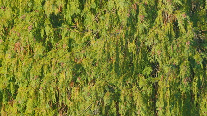 Thuja Trees Are Swaying In The Wind. Green Leaves And Needles Of Coniferous Plant. Still.