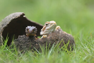 lizard, bearded dragon, skink lizard, story of friendship between the bearded dragon lizard and the skink lizard 
