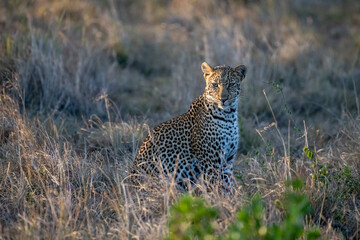 young leopard in the grass