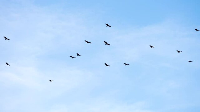 kettle of more than 10 turkey vultures grouped in flight riding an updraft on air currents