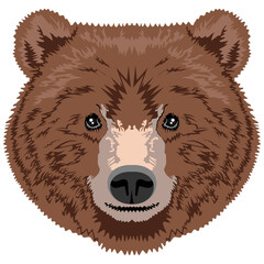 Bear Face Vector Image