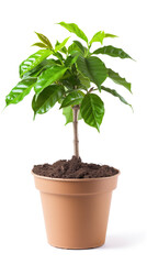 A closeup of a green coffee tree plant in a brown terracotta pot isolated on a white background.
