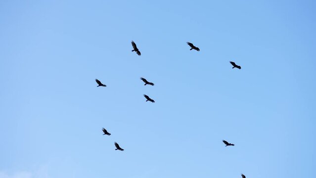 kettle of ten turkey vultures in flight riding updrafts and soaring on air currents