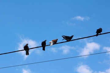 pigeons on a wire

