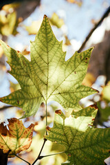 Close-up of a bright light green 5 lobed veined leaf nestled among the branches under a sunny sky