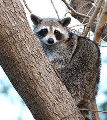 Scared Racoon on tree © Matthew