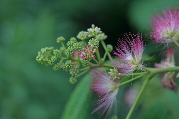 ネムノキ、花火の様な花が咲きます