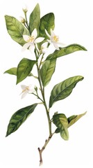 Botanical illustration of lemon blossom on white background, intricate floral art. Nature and botany concept