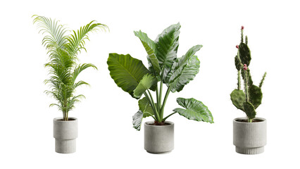 Exotic Plants in Concrete Planter Transparent Background