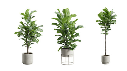 Set of Ficus Lyrata Fiddle-Leaf Fig in Metal planter Transparent Background