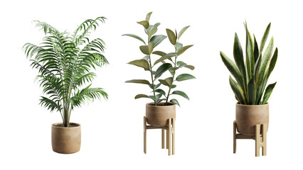 Set of Exotic Indoor Plants In Terracota Planter 
