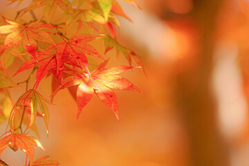 紅葉