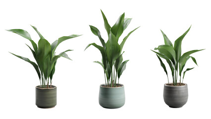 Set of Cast Iron Plant in Ceramic planter Transparent Background