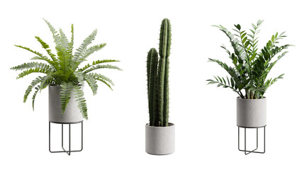 Exotic Plants in Concrete Planter Transparent Background © FrameRare