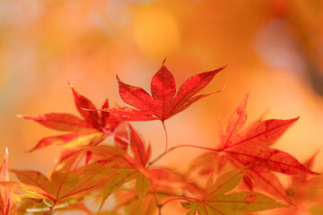 紅葉
