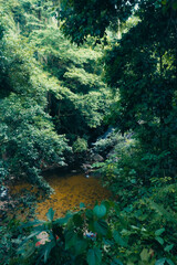 Picture of a shady forest Ton Nga Chang Waterfall, Songkhla, Thailand