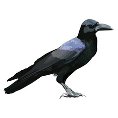 Black crow isolated side view graphic illustrated.