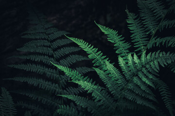 Natural Green Fern Leaves 