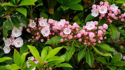 Pink and white Mountain Laurel flowers, buds, and leaves. Also called calico-bush, the showy flowers look like peppermint candies. Grayson Highlands State Park in Mouth of Wilson, VA,  June 2024.