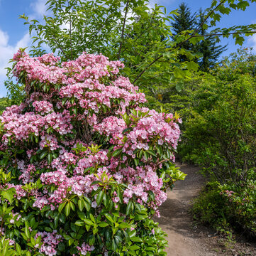 The deep pink and white native Mountain Laurel, Kalmia latifolia, lined the Rhododendron Trail in Grayson Highlands State Park in Mouth of Wilson Virginia. June, 2024.
