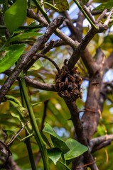 European honey bees Apis mellifera cluster in a swarm on the trunk of a lemon tree