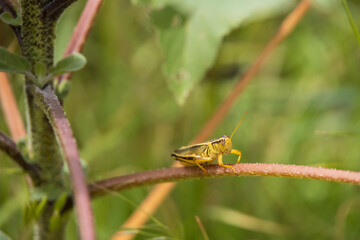 Grasshopper on a stick