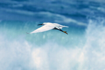 Fototapeta premium Garça-branca-pequena sobrevoado as fortes ondas da praia de Cordeirinho - Maricá - RJ
