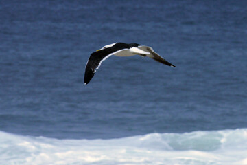  Uma linda gaivota sobrevoando as ondas do mar da praia de Cordeirinho- Maricá - RJ